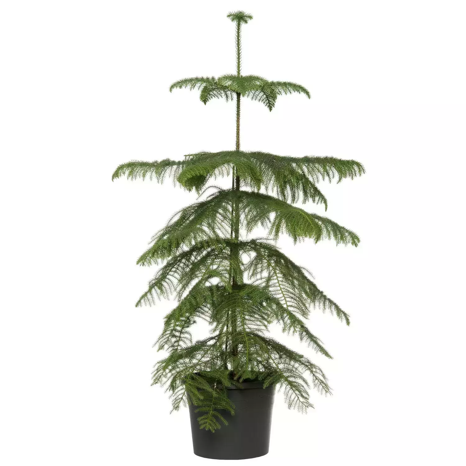 Kamerplant Araucaria Heterophylla ''Kamerden''
