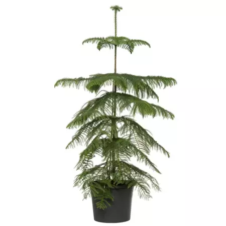 Kamerplant Araucaria Heterophylla ''Kamerden'' - afbeelding 1
