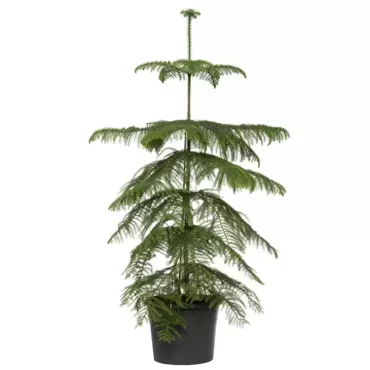 Kamerplant Araucaria Heterophylla ''Kamerden'' - afbeelding 1