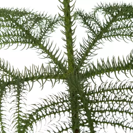 Kamerplant Araucaria Heterophylla ''Kamerden'' - afbeelding 2