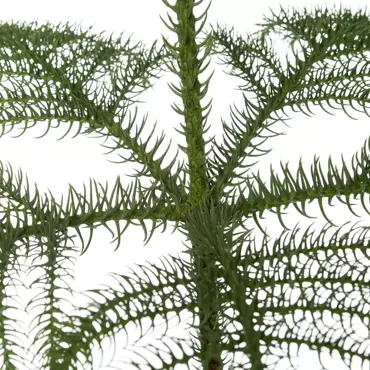 Kamerplant Araucaria Heterophylla ''Kamerden'' - afbeelding 2