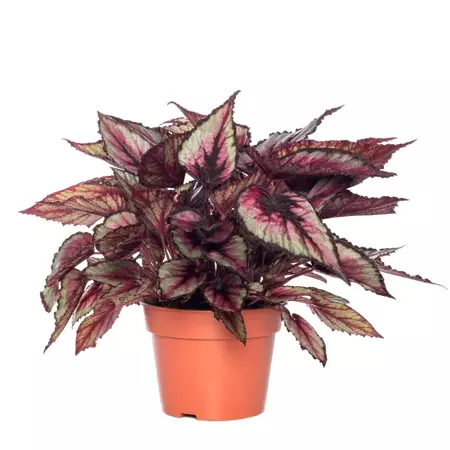 Kamerplant Begonia Beleaf Indian Summer ''Bladbegonia'' potmaat 21cm - afbeelding 1