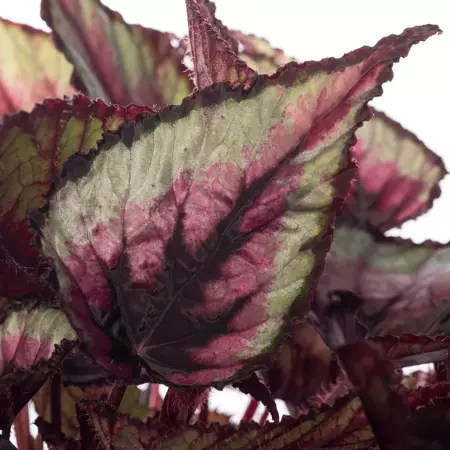 Kamerplant Begonia Beleaf Indian Summer ''Bladbegonia'' potmaat 21cm - afbeelding 2