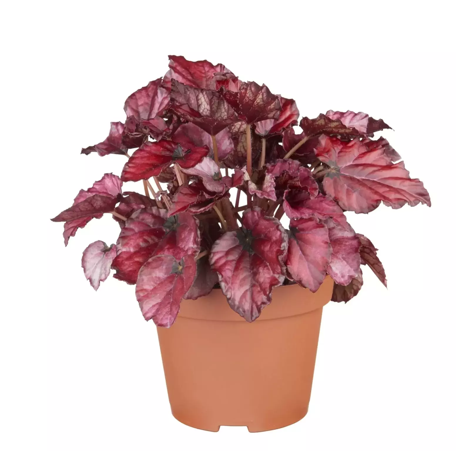 Kamerplant Begonia Indian Summer - Bladbegonia