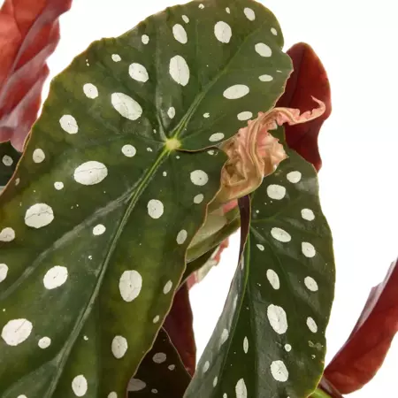Kamerplant Begonia Maculata Wightii ''Stippenplant'' - afbeelding 2