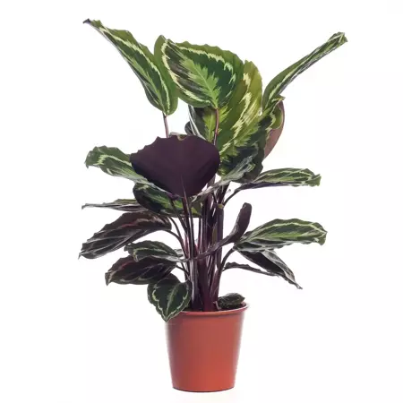 Kamerplant Calathea Medallion - afbeelding 1