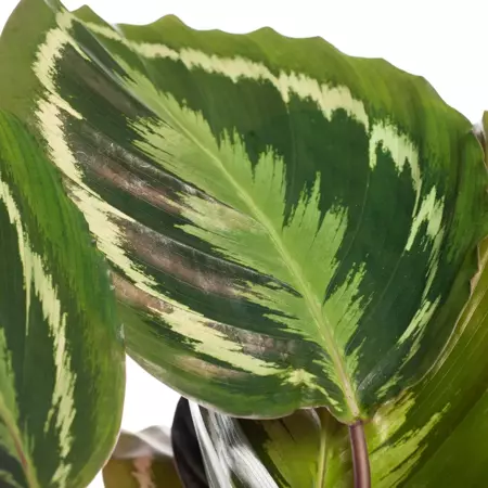 Kamerplant Calathea Medallion - afbeelding 2