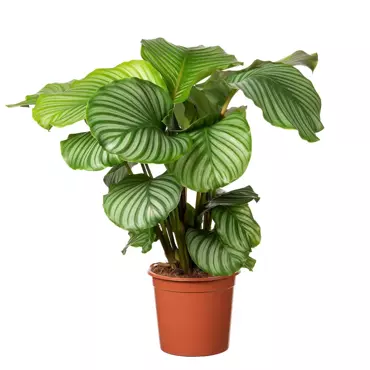 Kamerplant Calathea Orbifolia - afbeelding 1