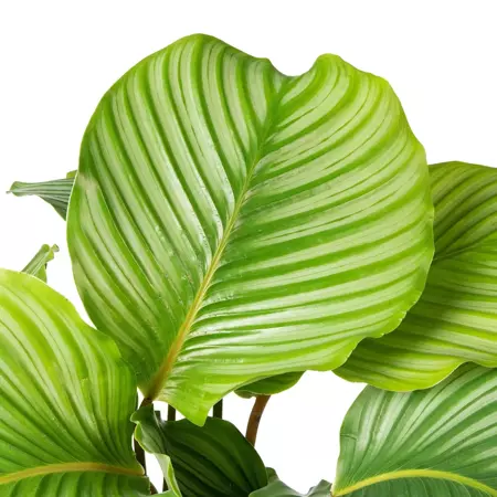 Kamerplant Calathea Orbifolia - afbeelding 2