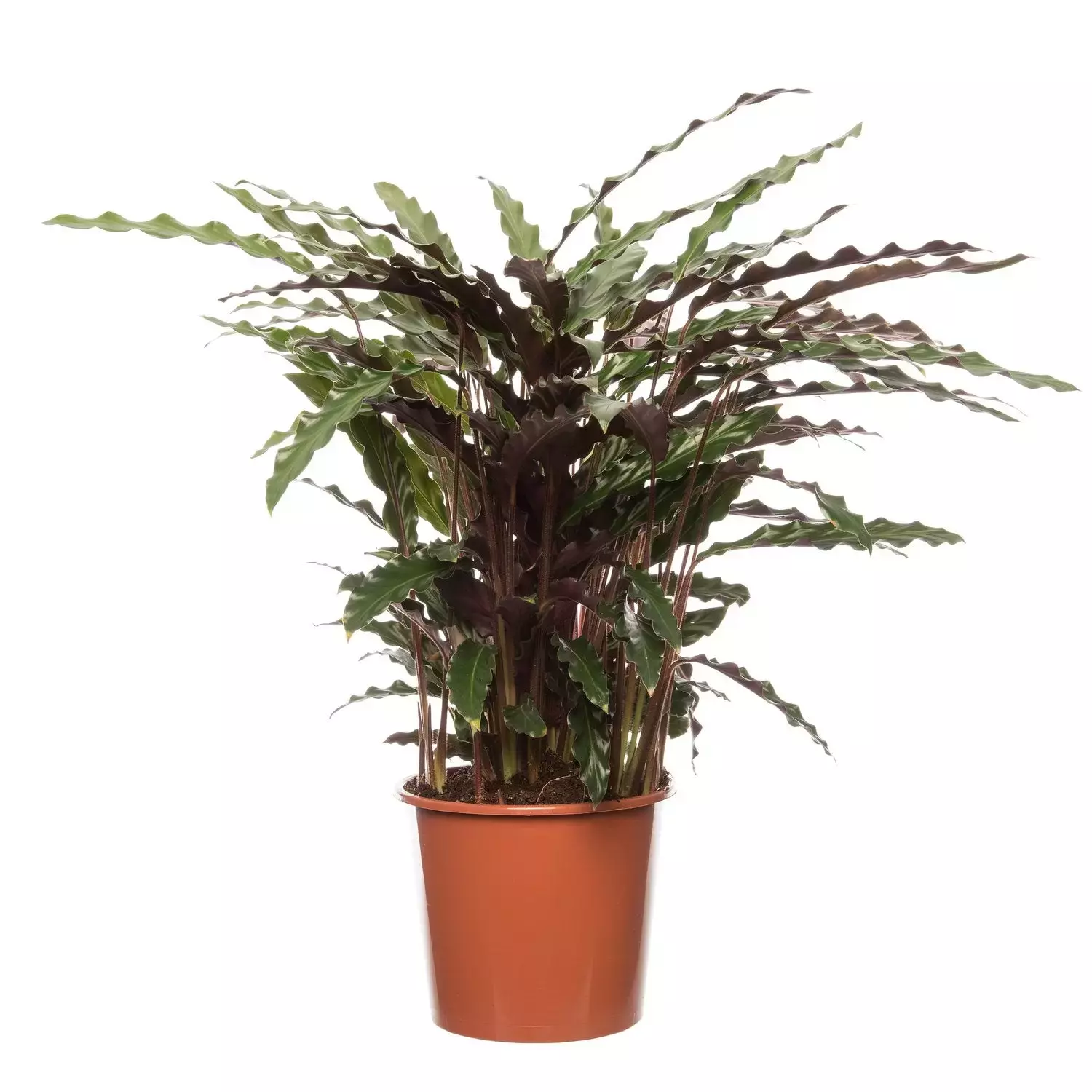 Kamerplant Calathea Rufibarba Blue Grass - afbeelding 1