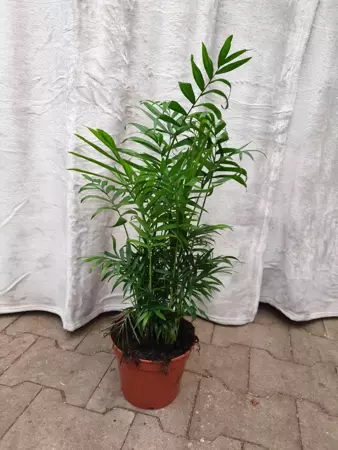 Kamerplant Chamaedorea Elegans "Mexicaanse Dwergpalm" - afbeelding 2