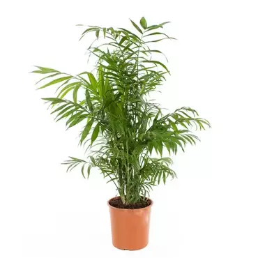 Kamerplant Chamaedorea Elegans "Mexicaanse Dwergpalm" - afbeelding 1