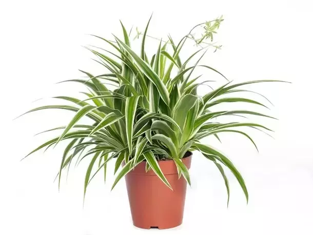 Kamerplant Chlorophytum Comosum 'Graslellie'