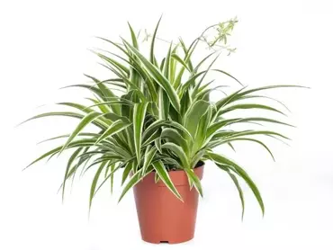 Kamerplant Chlorophytum Comosum "Graslellie"