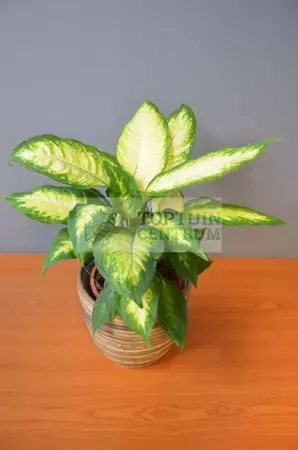 Kamerplant Dieffenbachia - afbeelding 2