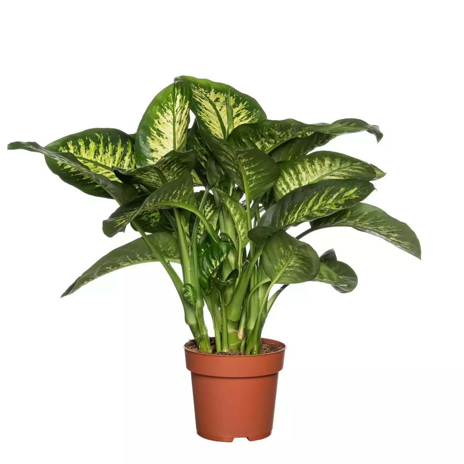 Kamerplant Dieffenbachia