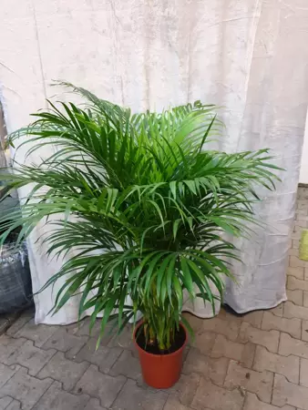 Kamerplant Dypsis Lutescens "Areca palm" - afbeelding 2