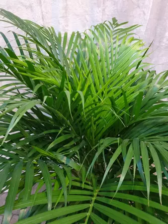 Kamerplant Dypsis Lutescens "Areca palm" - afbeelding 3