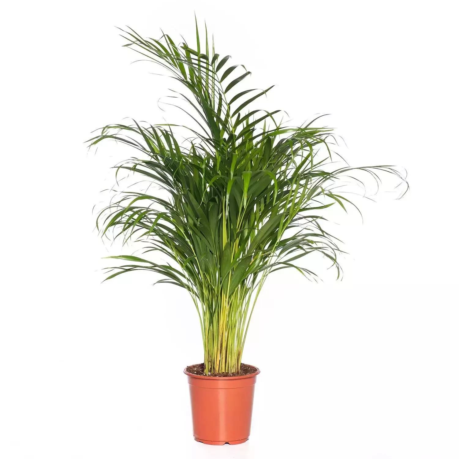 Kamerplant Dypsis Lutescens &quot;Areca palm&quot; - afbeelding 1