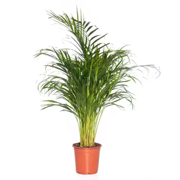 Kamerplant Dypsis Lutescens "Areca palm" - afbeelding 1