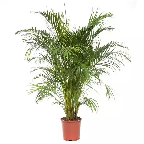 Kamerplant Dypsis Lutescens 'Areca palm'