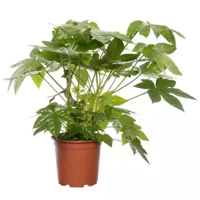 Kamerplant Fatsia Japonica ''Vingerplant'' - afbeelding 1