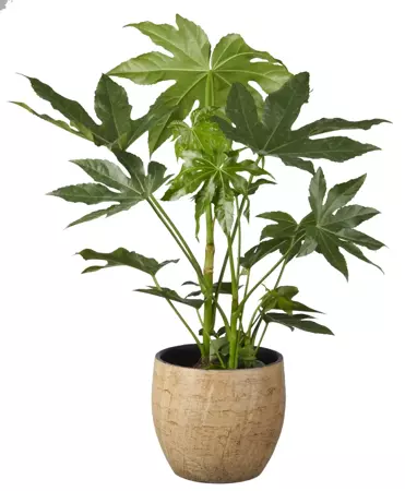 Kamerplant Fatsia Japonica ''Vingerplant'' - afbeelding 2