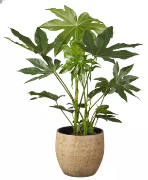 Kamerplant Fatsia Japonica ''Vingerplant'' - afbeelding 2