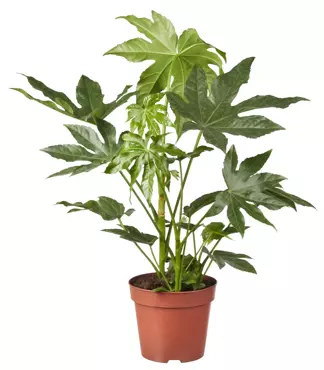 Kamerplant Fatsia Japonica ''Vingerplant'' - afbeelding 1