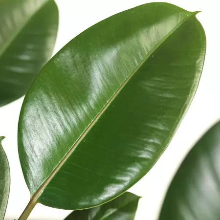 Kamerplant Ficus Cyathistipula ''Rubberplant'' - afbeelding 2