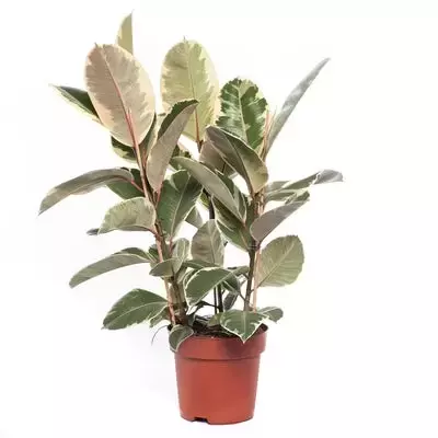 Kamerplant Ficus Elastica Toef - Bont - afbeelding 1