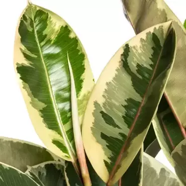 Kamerplant Ficus Elastica Toef - Bont - afbeelding 2