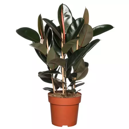 Kamerplant Ficus Elastica Toef - Donker - afbeelding 1