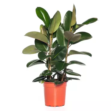 Kamerplant Ficus Elastica Toef - Groen - afbeelding 1