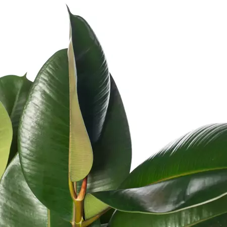 Kamerplant Ficus Elastica Toef - Groen - afbeelding 2