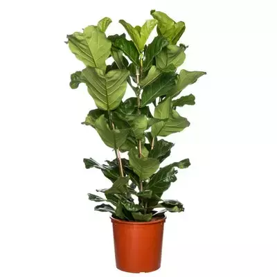 Kamerplant Ficus Lyrata 3 toef 'Tabaksplant - afbeelding 1