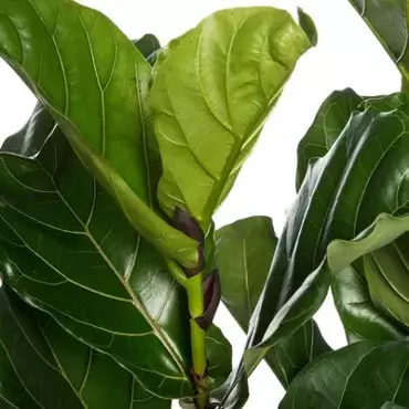 Kamerplant Ficus Lyrata 3 toef 'Tabaksplant - afbeelding 2
