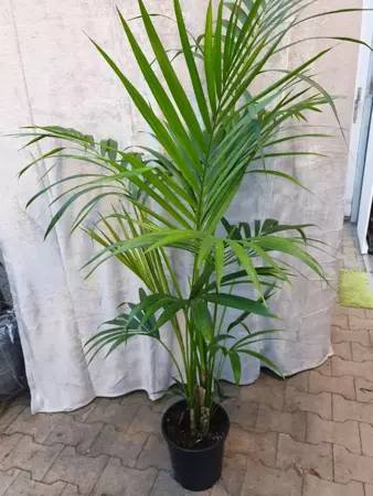 Kamerplant Howea Forsteriana "Kentia palm" - afbeelding 2