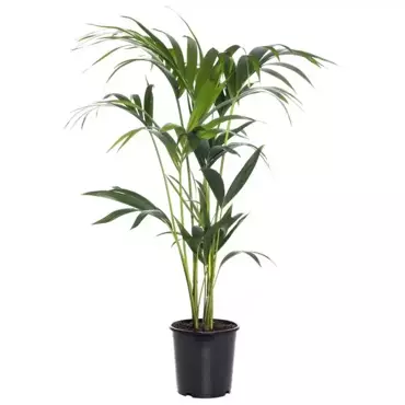 Kamerplant Howea Forsteriana "Kentia palm" - afbeelding 1