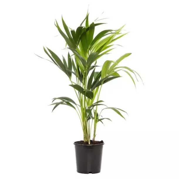 Kamerplant Howea forsteriana 'Kentiapalm'