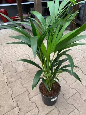 Kamerplant Howea forsteriana "Kentiapalm" - afbeelding 2