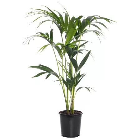 Kamerplant Howea forsteriana "Kentiapalm" - afbeelding 1