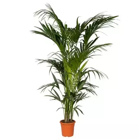 Kamerplant Howea forsteriana "Kentiapalm" - afbeelding 1