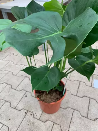 Kamerplant Monstera deliciosa "Gatenplant" - afbeelding 2