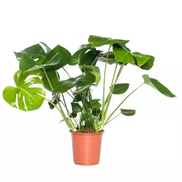 Kamerplant Monstera deliciosa &quot;Gatenplant&quot; - afbeelding 1