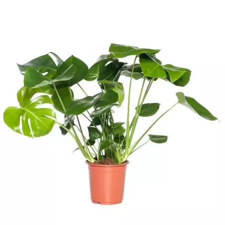 Kamerplant Monstera deliciosa "Gatenplant" - afbeelding 1