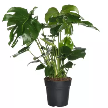 Kamerplant Monstera Deliciosa ''Gatenplant'' - afbeelding 1