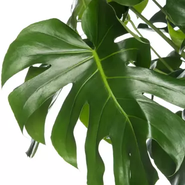 Kamerplant Monstera Deliciosa ''Gatenplant'' - afbeelding 2