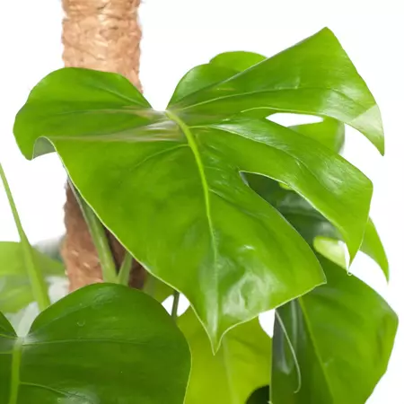 Kamerplant Monstera met mosstok ''Gatenplant'' - afbeelding 2