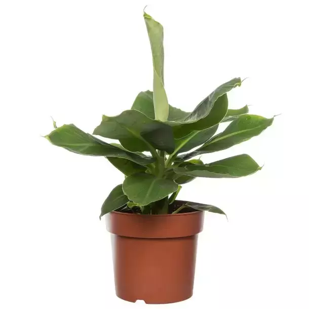 Kamerplant Musa Tropicana 'Bananenplant'